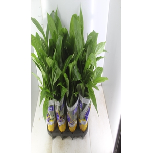 SPATHIPHYLLUM P15 MIN 5 HT COM FLOR
