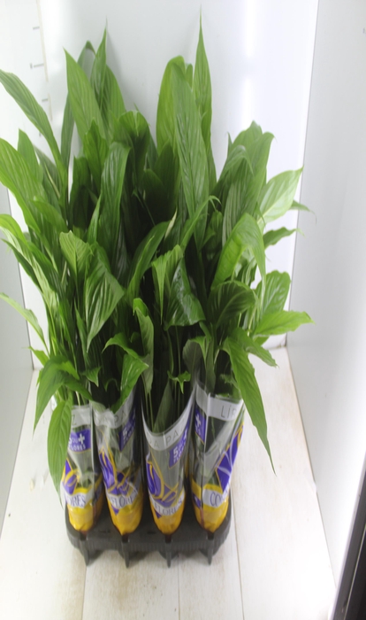 SPATHIPHYLLUM P15 MIN 5 HT COM FLOR