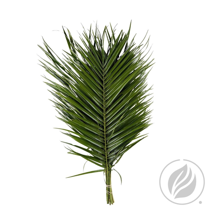 <h4>Phoenix Roebelini 60cm</h4>