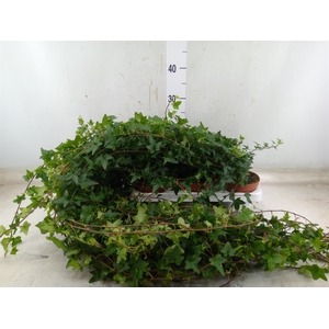 Hedera helix 'Shamrock'