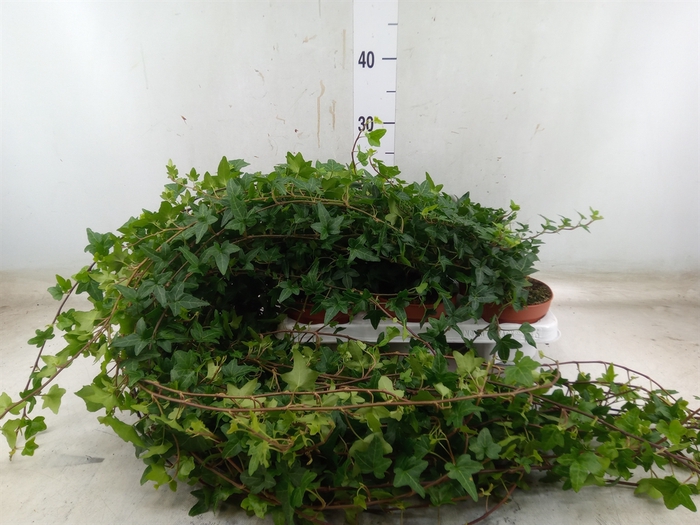 <h4>Hedera helix 'Shamrock'</h4>