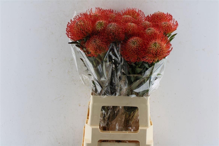 <h4>LEUCO CO SUCCESSION</h4>