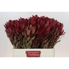 Leucadendron Jester