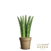 SANSEVIERIA CYLINDRICA P9 STRAIGHT