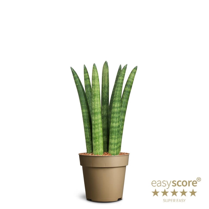 SANSEVIERIA CYLINDRICA P9 STRAIGHT