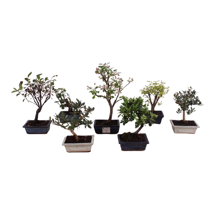 <h4>Bonsai Outdoor Deluxe Mixed ø15cm</h4>