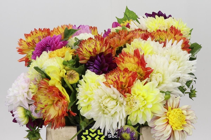 Dahlia Gemengd in bos