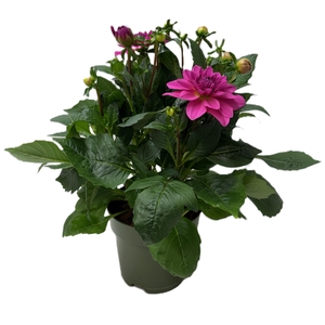 Dahlia Hypnotica Pink