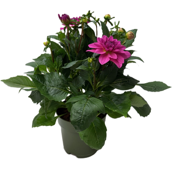 <h4>Dahlia Hypnotica Pink</h4>