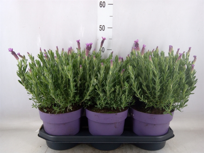 <h4>Lavandula stoec. 'Anouk'</h4>