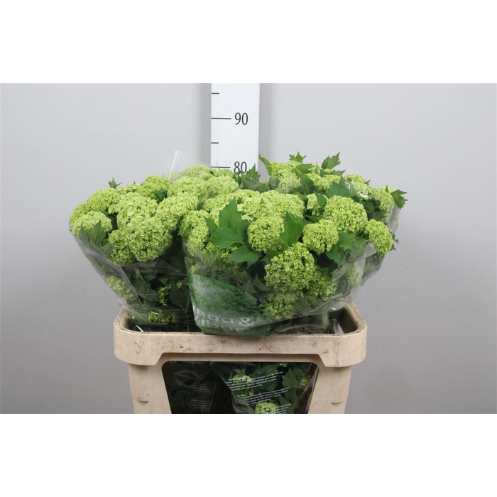 <h4>Viburnum Roseum St 4+</h4>