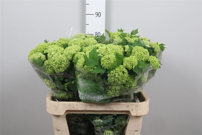 Viburnum Roseum St 4+