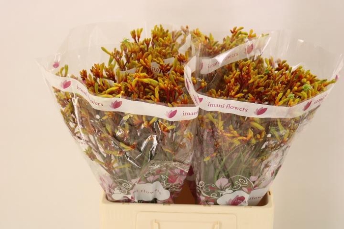 <h4>ANIGOZ GOLD FEVER</h4>