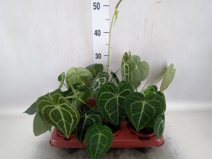 <h4>Anthurium clarinervium</h4>