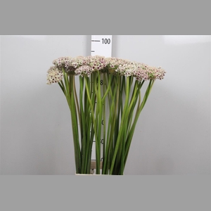 Allium Silverspring