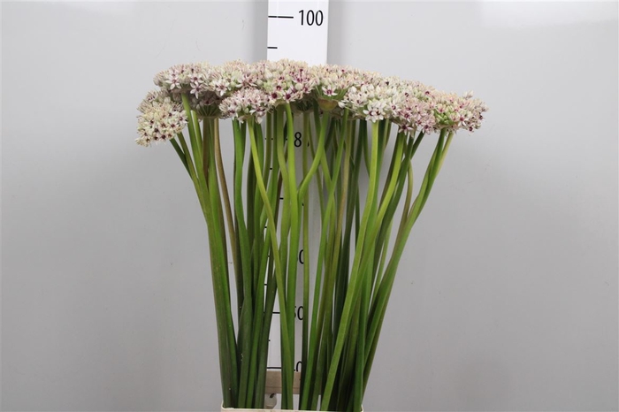 <h4>Allium Silverspring</h4>