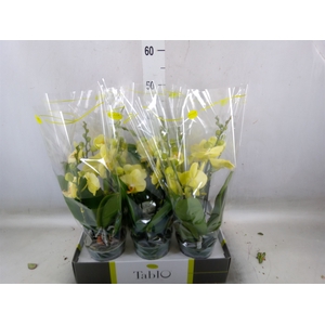 Phalaenopsis   ...yellow