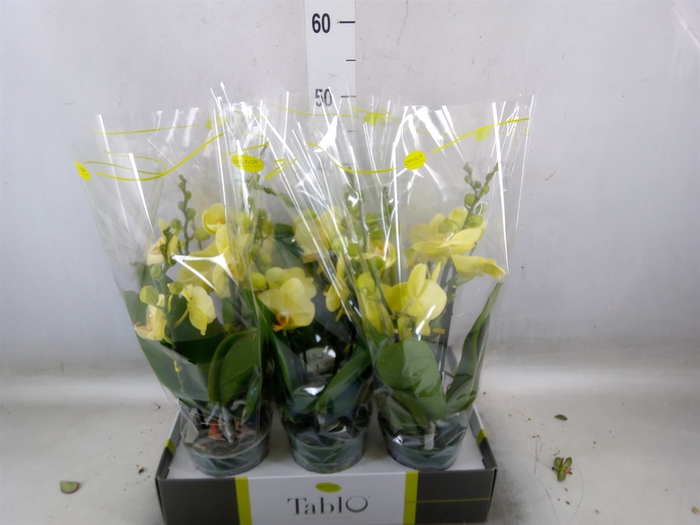 <h4>Phalaenopsis   ...yellow</h4>