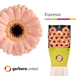 Germini Espresso Diamond per kaart