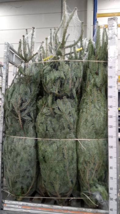 <h4>Abies nordman.</h4>