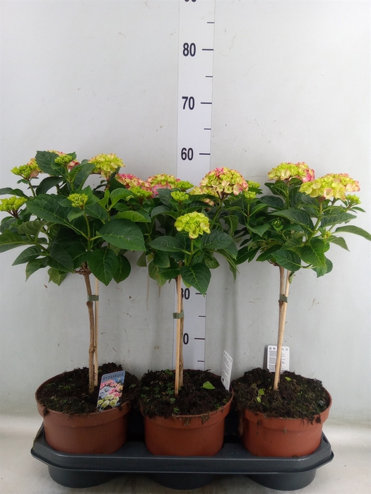 <h4>Hydrangea mac. 'Hot Red'</h4>
