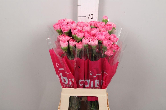 <h4>Di St Tonic Golem</h4>