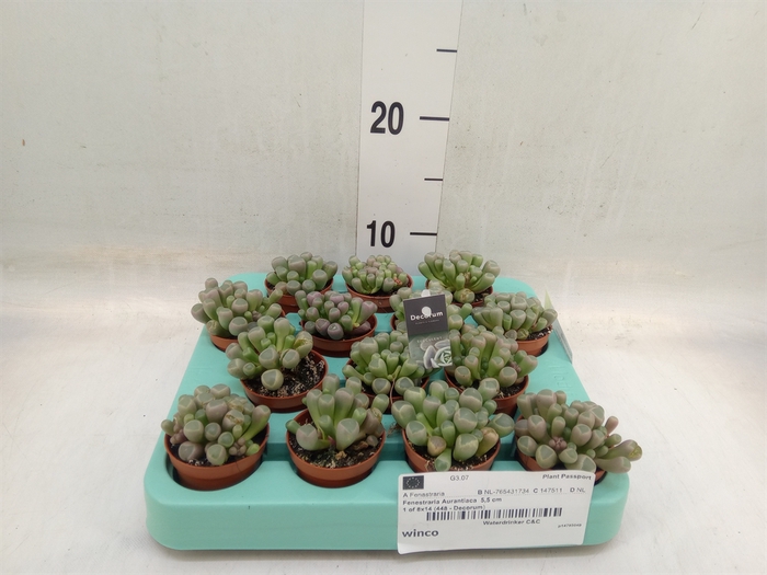 <h4>Succulents   ...</h4>