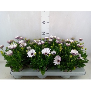 Osteospermum  'Margarita White'