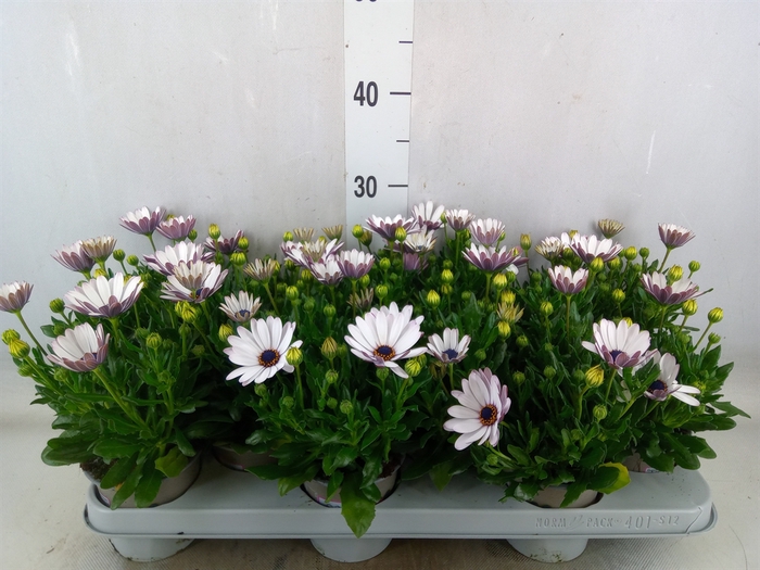 <h4>Osteospermum  'Margarita White'</h4>