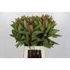 Protea Robijn
