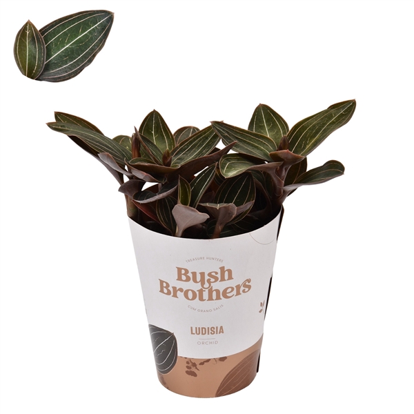 <h4>Ludisia 9 cm</h4>
