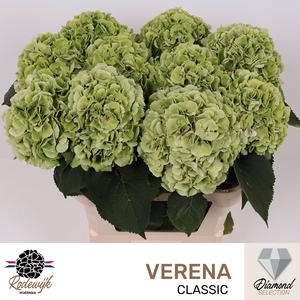 HYDR M CH VERENA CL