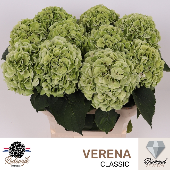 <h4>HYDR M CH VERENA CL</h4>