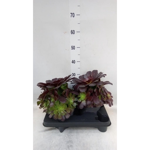 Aeonium arboreum 'Velours'