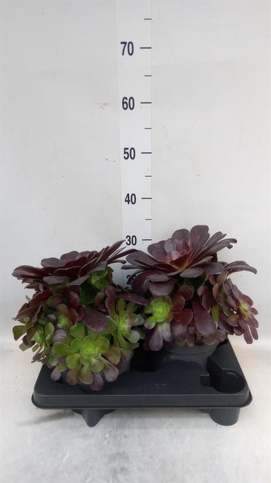 <h4>Aeonium arboreum 'Velours'</h4>