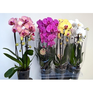 PHAL EL CASCADE