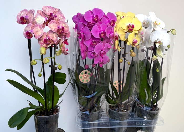 <h4>PHAL EL CASCADE</h4>