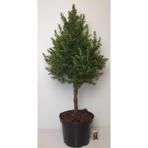 PICEA GLAUCA p19 stam-piramide