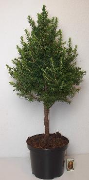 <h4>PICEA GLAUCA p19 stam-piramide</h4>