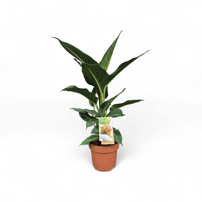 Dieffenbachia Green Magic
