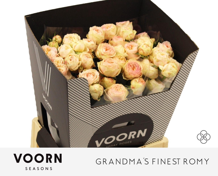 <h4>R TR GRANDMA F ROMY</h4>