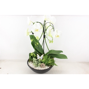 arr2 PL - Ebbischaal x1 paraplu wit