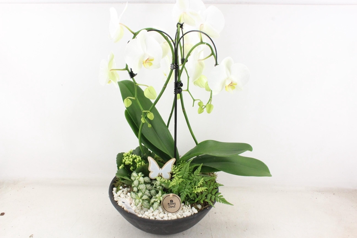 <h4>arr2 PL - Ebbischaal x1 paraplu wit</h4>