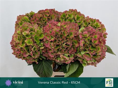 <h4>Hydr M Ch Verena Cl</h4>