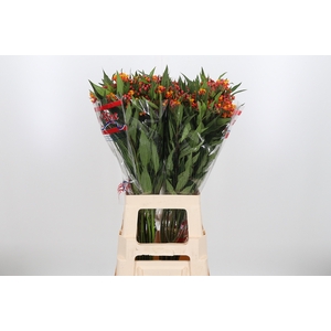 Asclepias Serenade