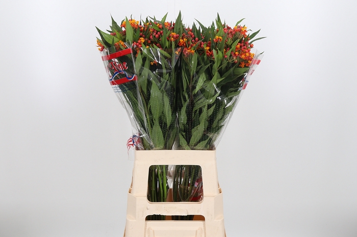 <h4>Asclepias Serenade</h4>