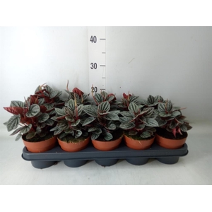 Peperomia caperata 'Caracas'