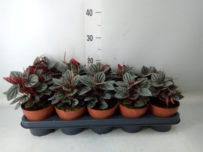 <h4>Peperomia caperata 'Caracas'</h4>