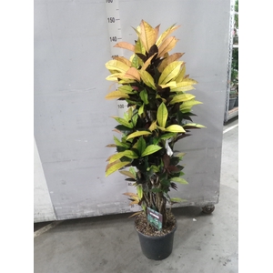 Codiaeum var. KL 'Mrs Iceton'