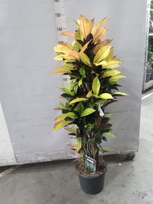 <h4>Codiaeum var. KL 'Mrs Iceton'</h4>